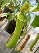 Nepenthes truncata x mirabilis 2